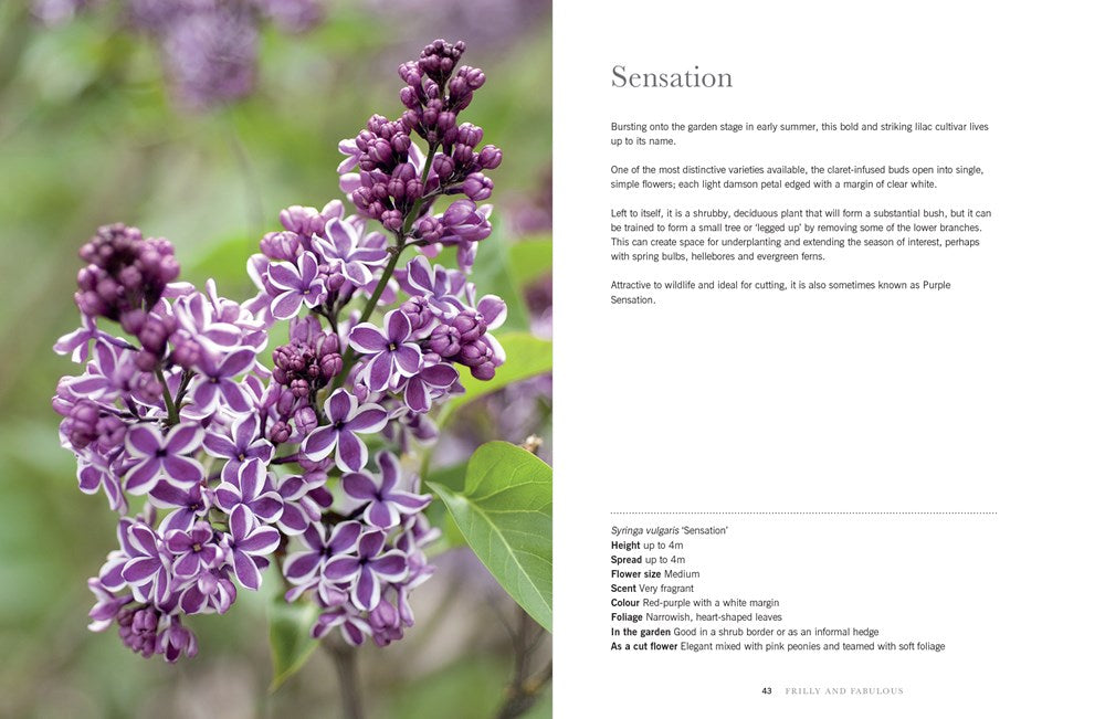 Lilacs: Beautiful Varieties For Home & Garden